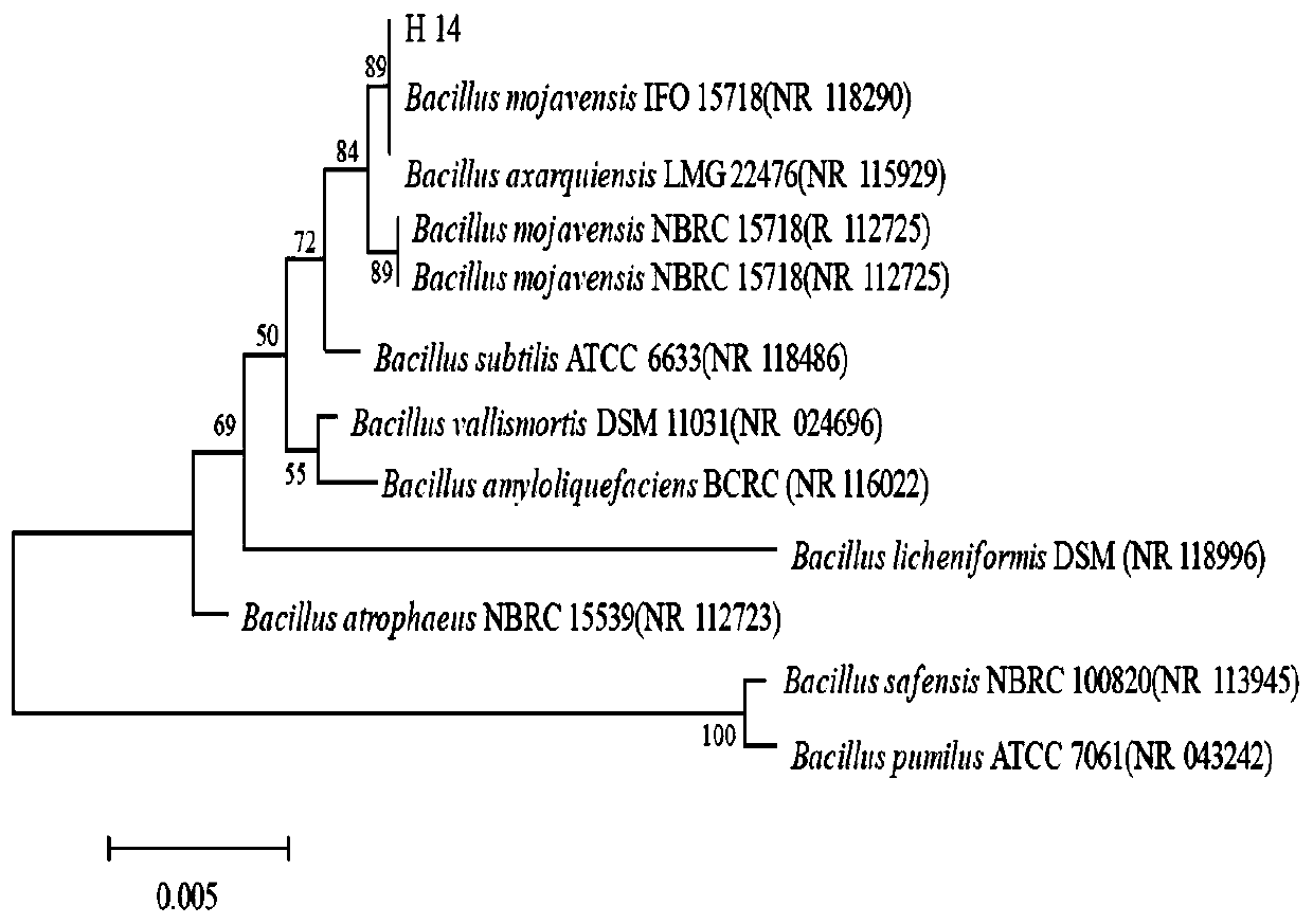 Cotton verticillium wilt antagonistic bacillus, fermentation filtrate and its application