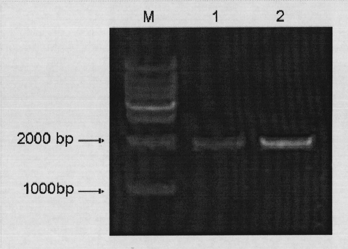 Molecular identification method based on transfer of GAI mRNA molecules between pear rootstock and scion