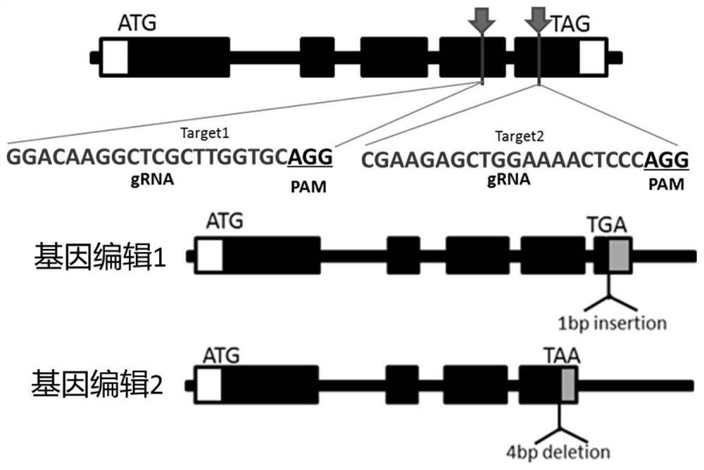 Rice grain shape regulation protein HOS59 as well as coding gene and application thereof