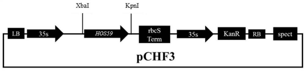 Rice grain shape regulation protein HOS59 as well as coding gene and application thereof