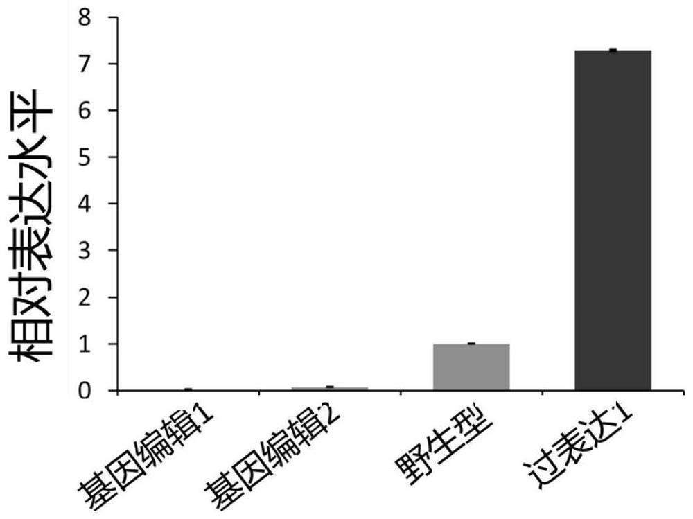 Rice grain shape regulation protein HOS59 as well as coding gene and application thereof