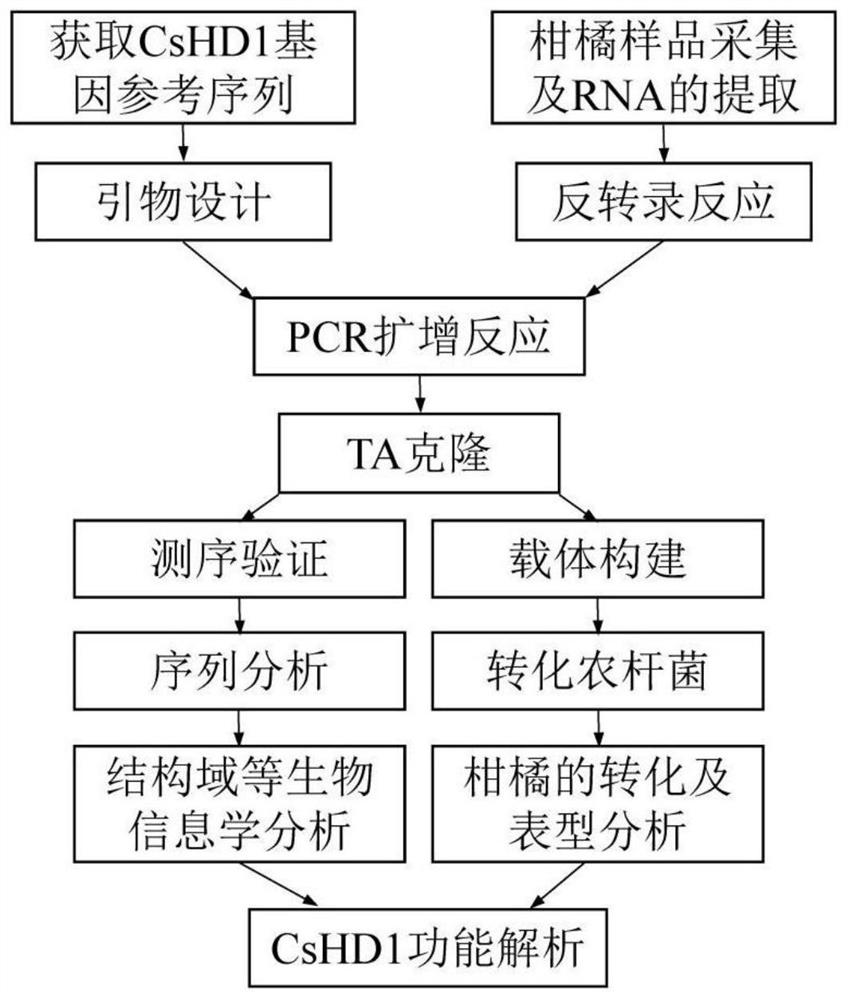 CsHD1 protein and gene related to apical development and dwarfing and application thereof