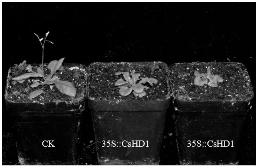 CsHD1 protein and gene related to apical development and dwarfing and application thereof