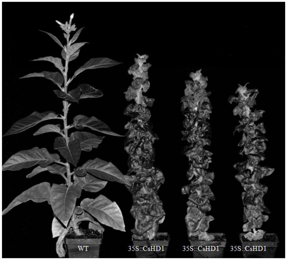 CsHD1 protein and gene related to apical development and dwarfing and application thereof