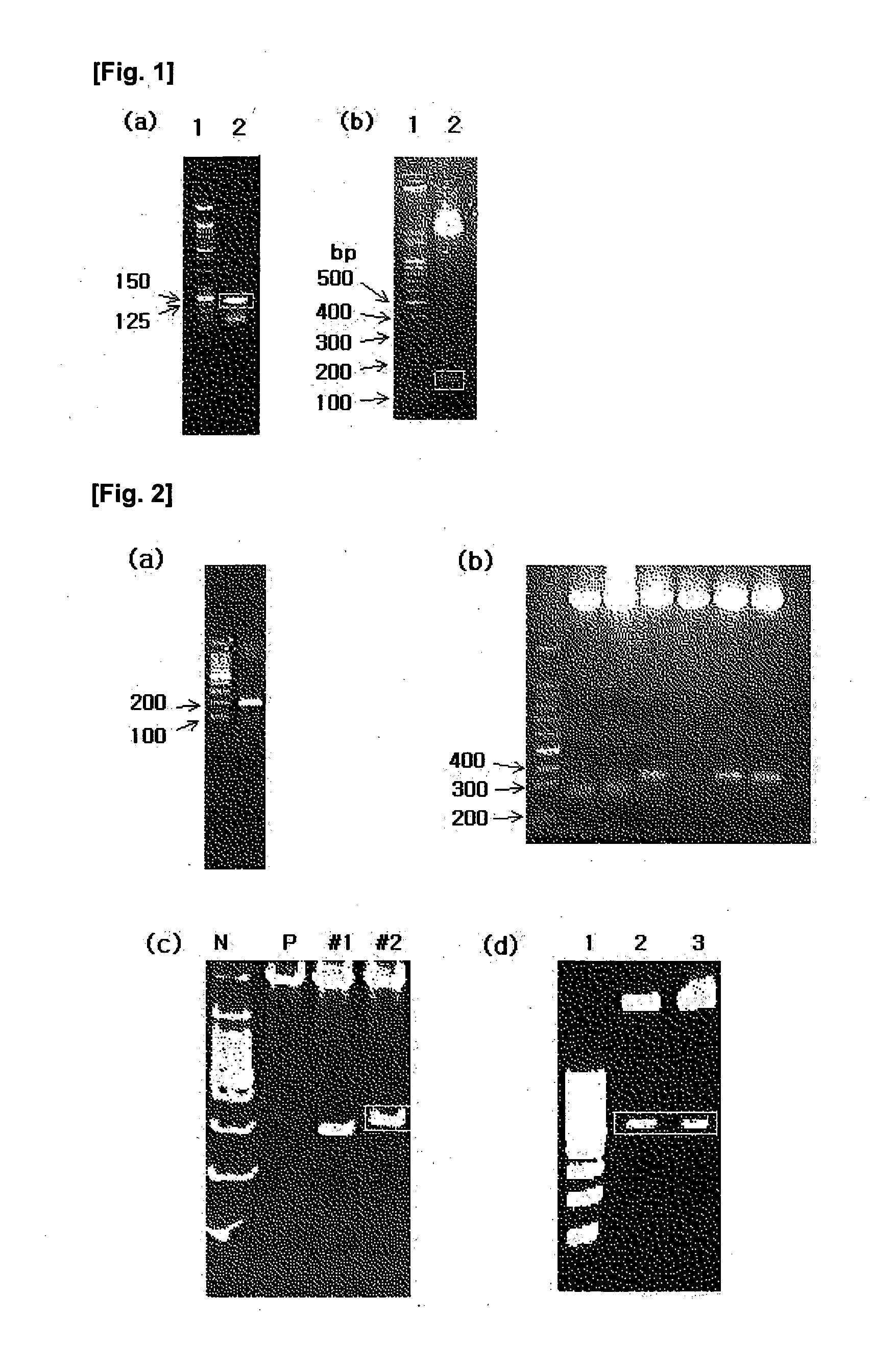 Anti-obese immunogenic hybrid polypeptides and Anti-obese vaccine composition comprising the same