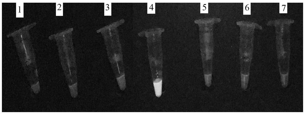 Novel duck dependoparvovirus loop-mediated isothermal amplification detection primer group and kit