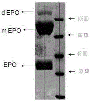 Spectral detection method and application of recombinant human erythropoietin PEGylation reaction solution