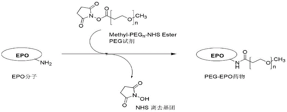 Spectral detection method and application of recombinant human erythropoietin PEGylation reaction solution