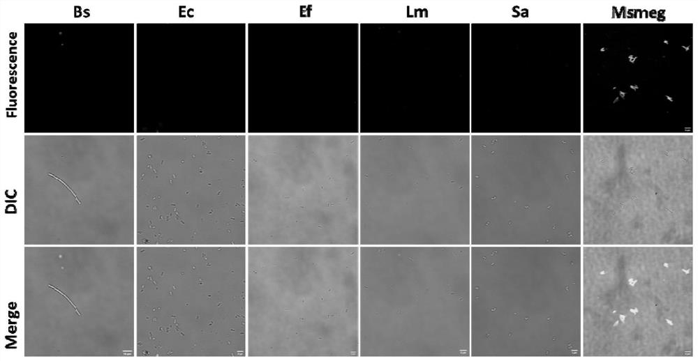 Furocoumarin compound and application thereof in detection of mycobacterium tuberculosis