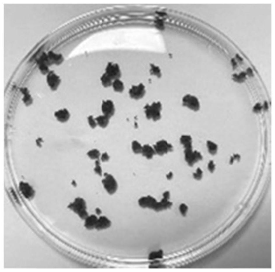 Sewage treatment biological agent, preparation method and application thereof