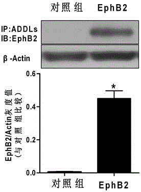 Peptides with Neuroprotective Effects and Applications