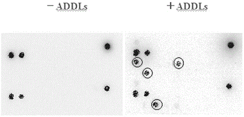 Peptides with Neuroprotective Effects and Applications