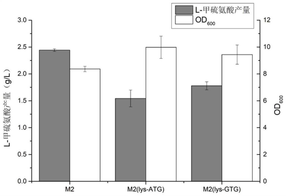 Recombinant escherichia coli capable of producing L-methionine at high yield without action of exogenous amino acid and application of recombinant escherichia coli