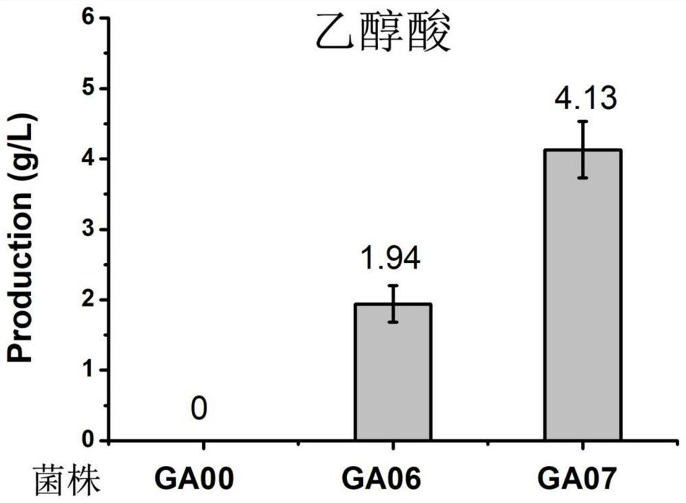 A kind of recombinant escherichia coli producing glycolic acid and its construction method and application