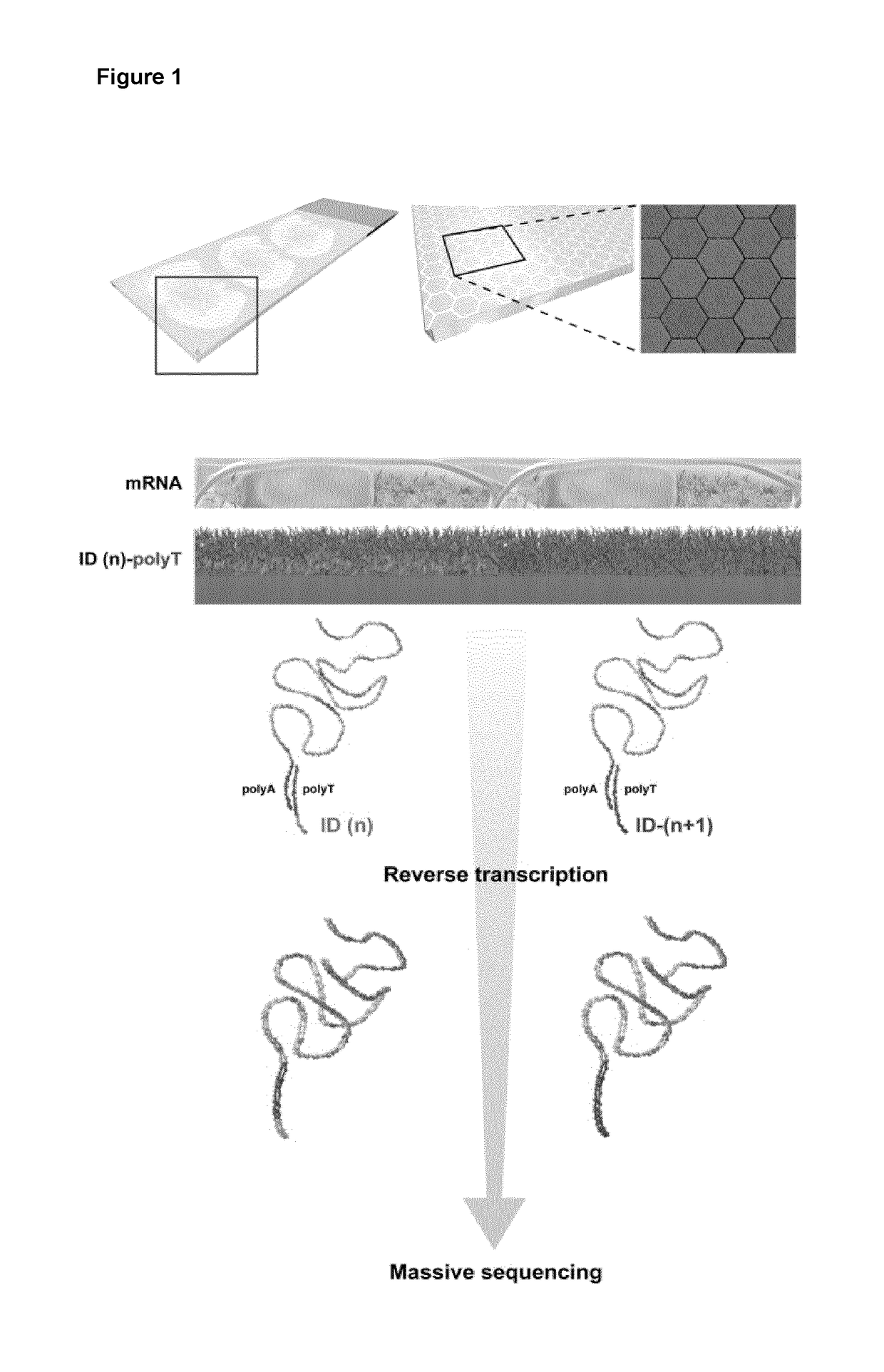 Method and product for localized or spatial detection of nucleic acid in a tissue sample