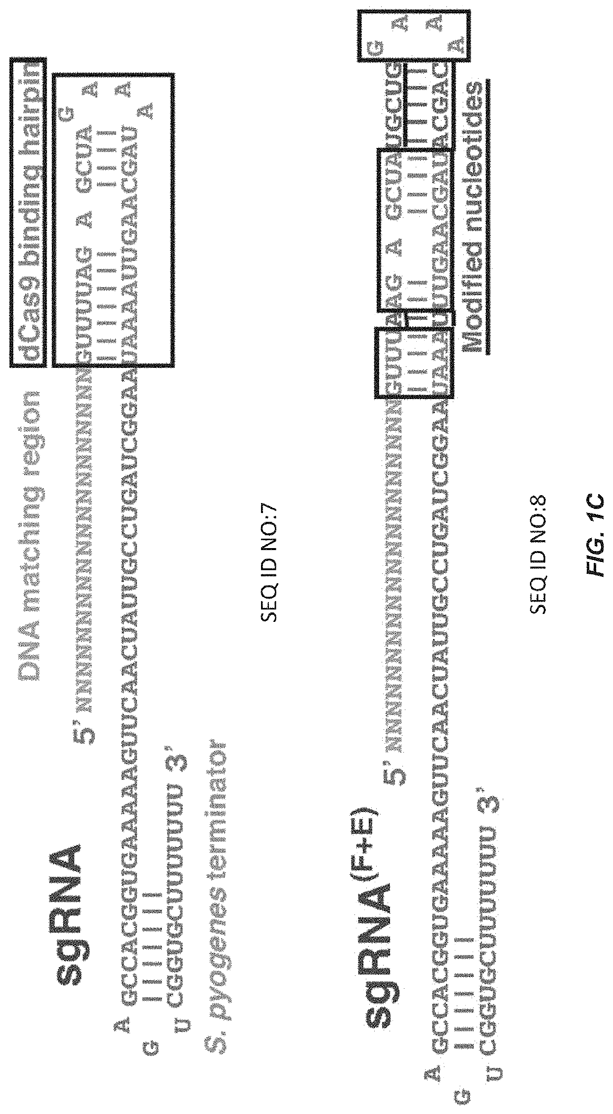 Optimized small guide RNAs and methods of use