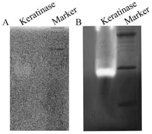 Zymogram technique for detecting enzymatic activity of keratin