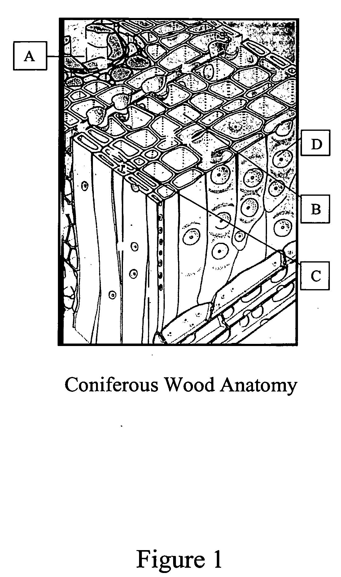 Composition and process for coloring and preserving wood
