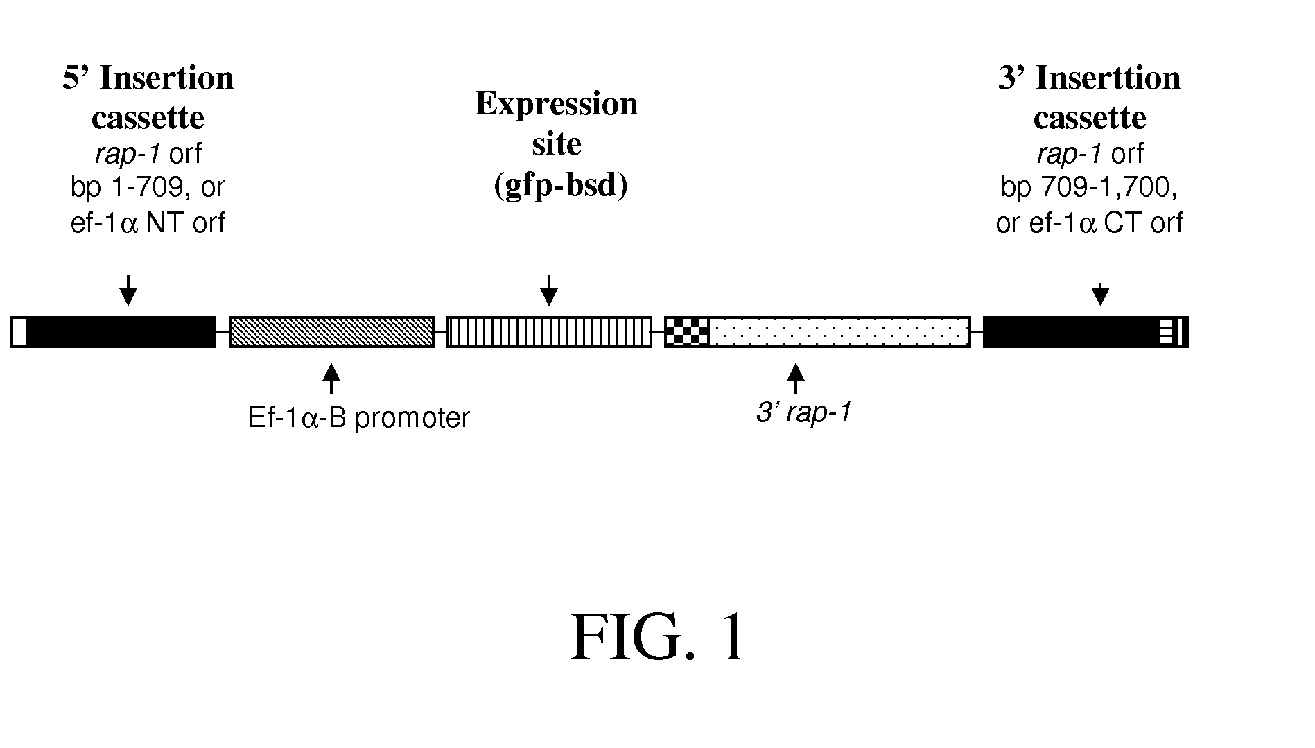 Genetically Modified Babesia Parasites Expressing Protective Tick Antigens and Uses Thereof