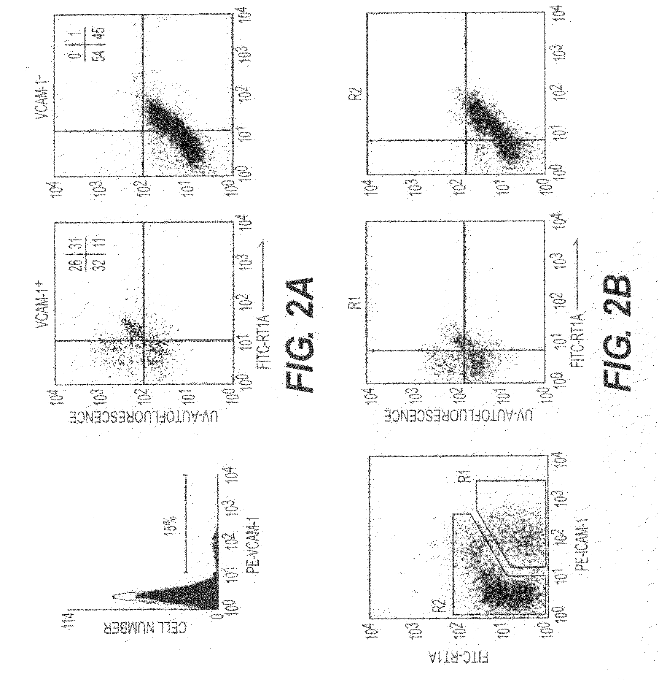 Hepatic stellate cell precursors and methods of isolating same