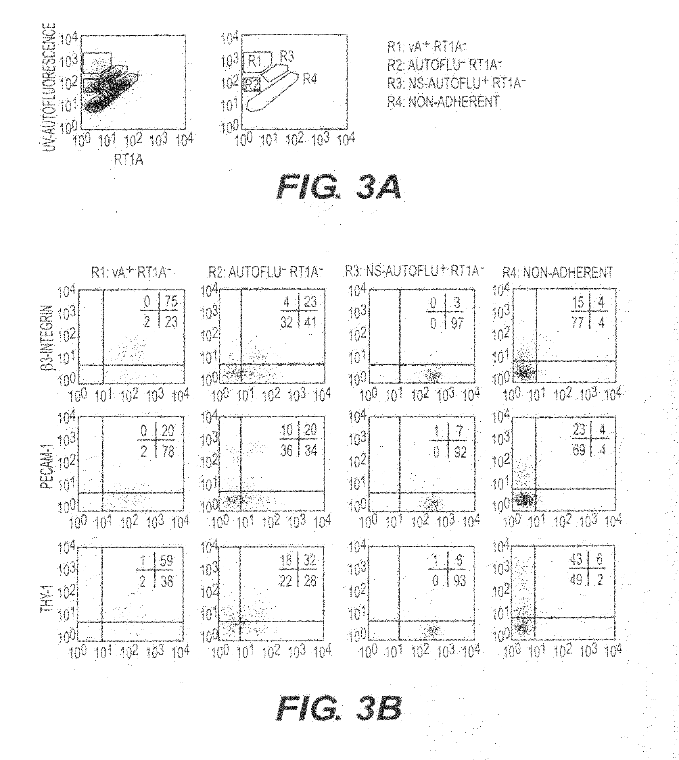 Hepatic stellate cell precursors and methods of isolating same