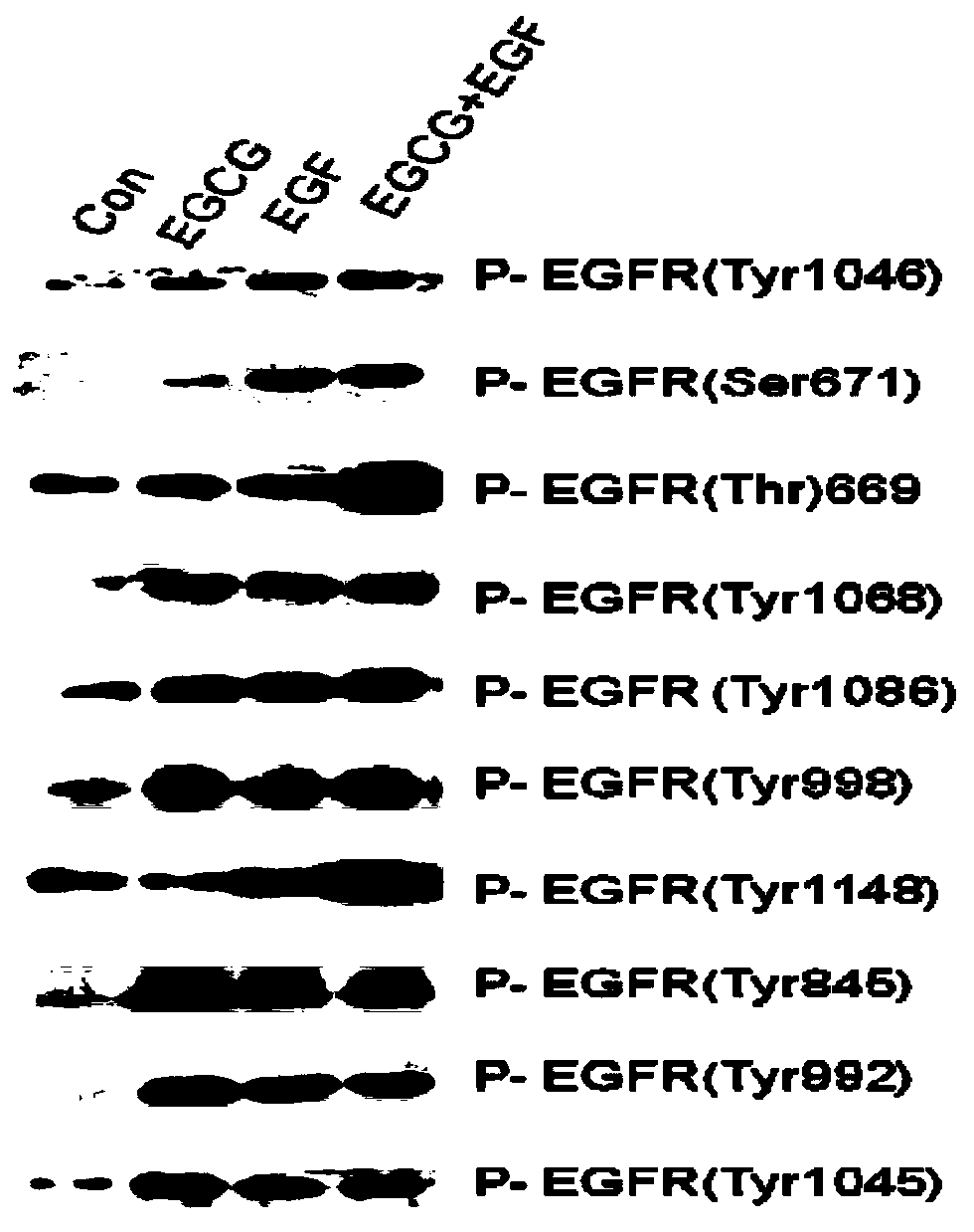 Application of epigallocatechin gallate to preparation of drugs for promoting epidermal repair and regeneration