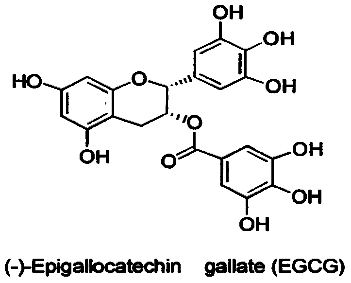 Application of epigallocatechin gallate to preparation of drugs for promoting epidermal repair and regeneration