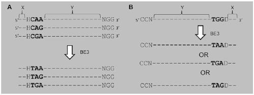 Preparation method and application of CAR (Chimeric Antigen Receptor)-T cells of targeting HER2 (Human Epidermal Growth factor receptor 2)