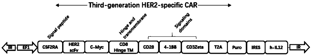 Preparation method and application of CAR (Chimeric Antigen Receptor)-T cells of targeting HER2 (Human Epidermal Growth factor receptor 2)