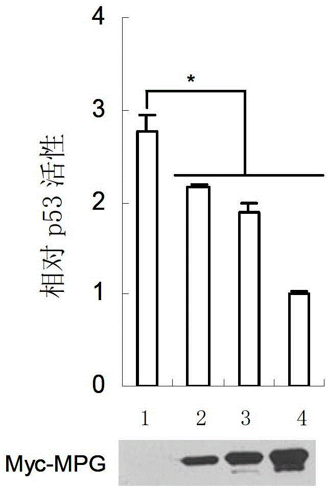 Application of MPG protein in inhibition of transcription of p53 gene