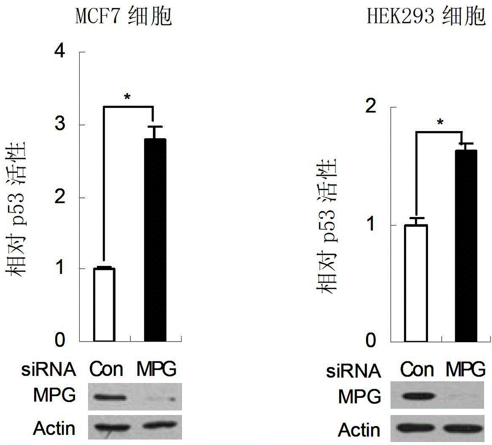 Application of MPG protein in inhibition of transcription of p53 gene