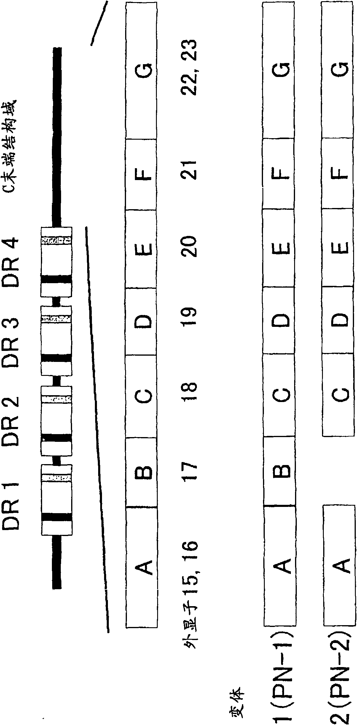 Cancer remedy containing antibody against peptide encoded by exon-17 of periostin