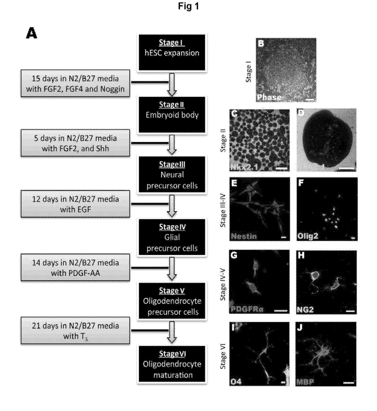 Improvements in Oligodendroglial Cell Culturing Methods and in Methods for Treating Neurodegenerative Disorders by Using Thyroid Hormones or Analogues