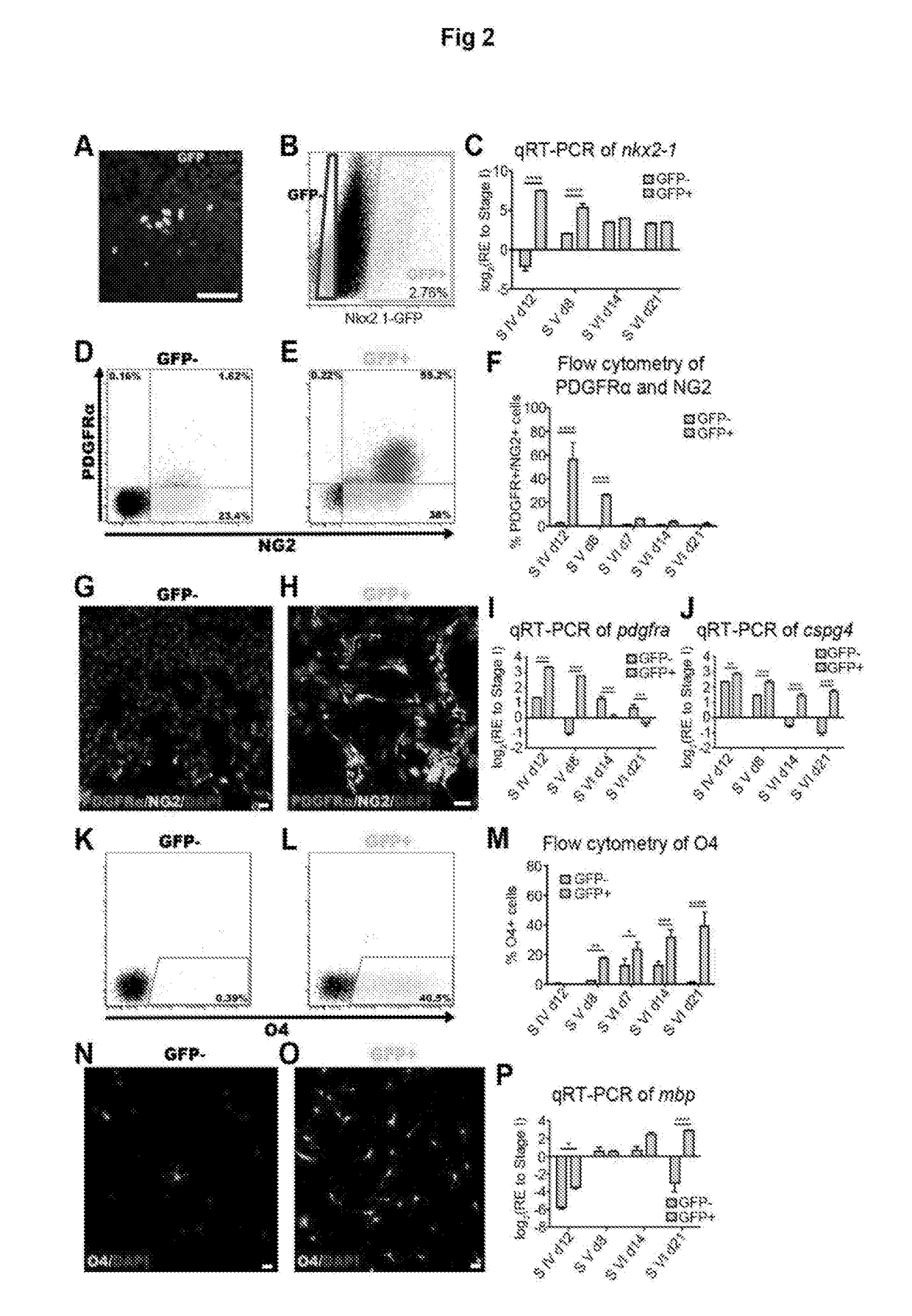 Improvements in Oligodendroglial Cell Culturing Methods and in Methods for Treating Neurodegenerative Disorders by Using Thyroid Hormones or Analogues