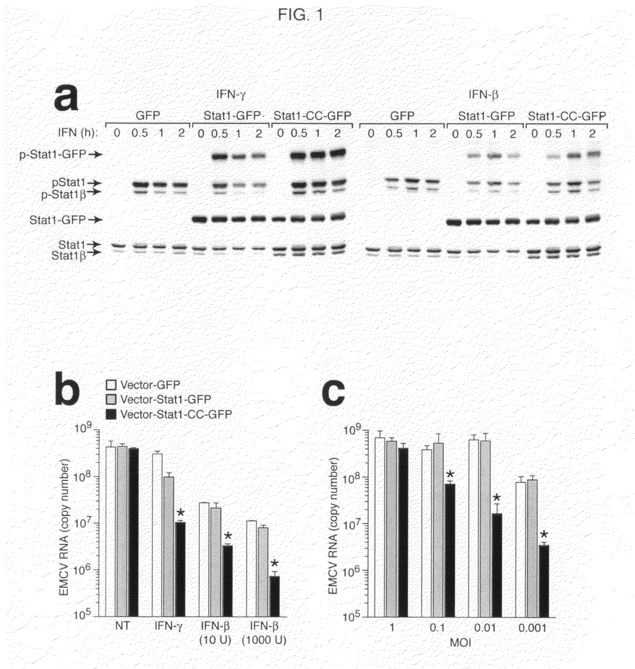 Modified stat1 transgene that confers interferon hyperresponsiveness, methods and uses therefor