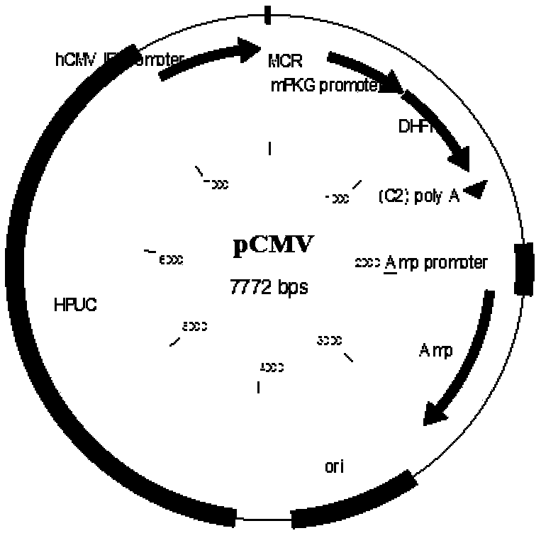 Recombinant human keratinocyte growth factor-1 and preparation and application methods thereof