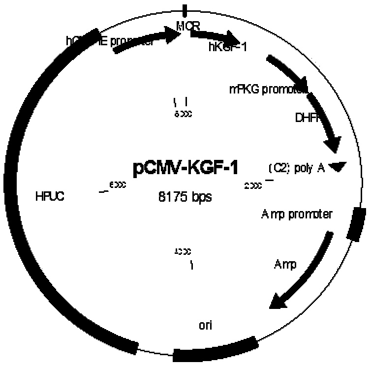 Recombinant human keratinocyte growth factor-1 and preparation and application methods thereof