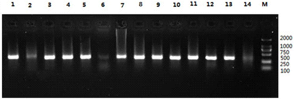 Method for detecting coxsackie group A 16-type virus in mixed infection of hand-foot-and-mouth disease