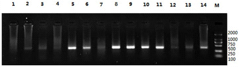 Method for detecting coxsackie group A 16-type virus in mixed infection of hand-foot-and-mouth disease