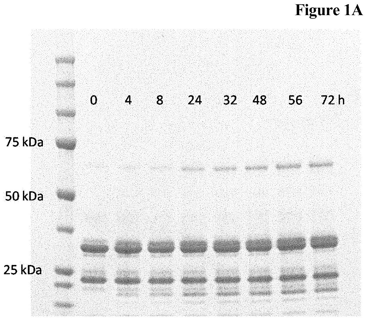 Enzymatic one-pot reaction for double polypeptide conjugation in a single step