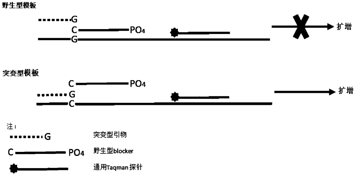 High-sensitivity mutation site detection system, high-sensitivity mutation site detection method and application