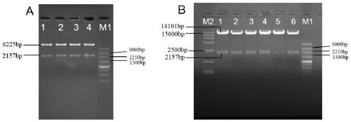 Application and expression vectors of paddy rice stomata open type potassium ion channel gene OsK2-1