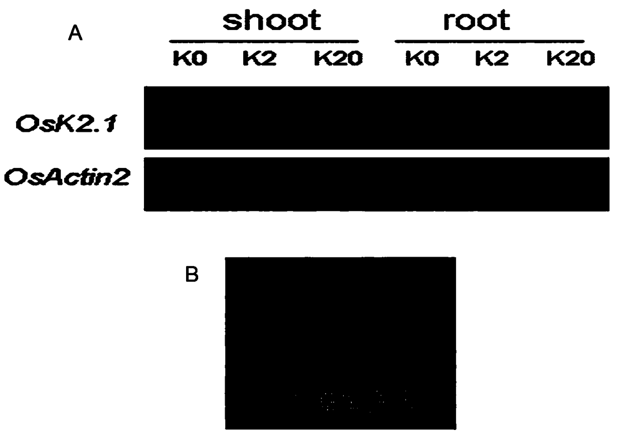 Application and expression vectors of paddy rice stomata open type potassium ion channel gene OsK2-1