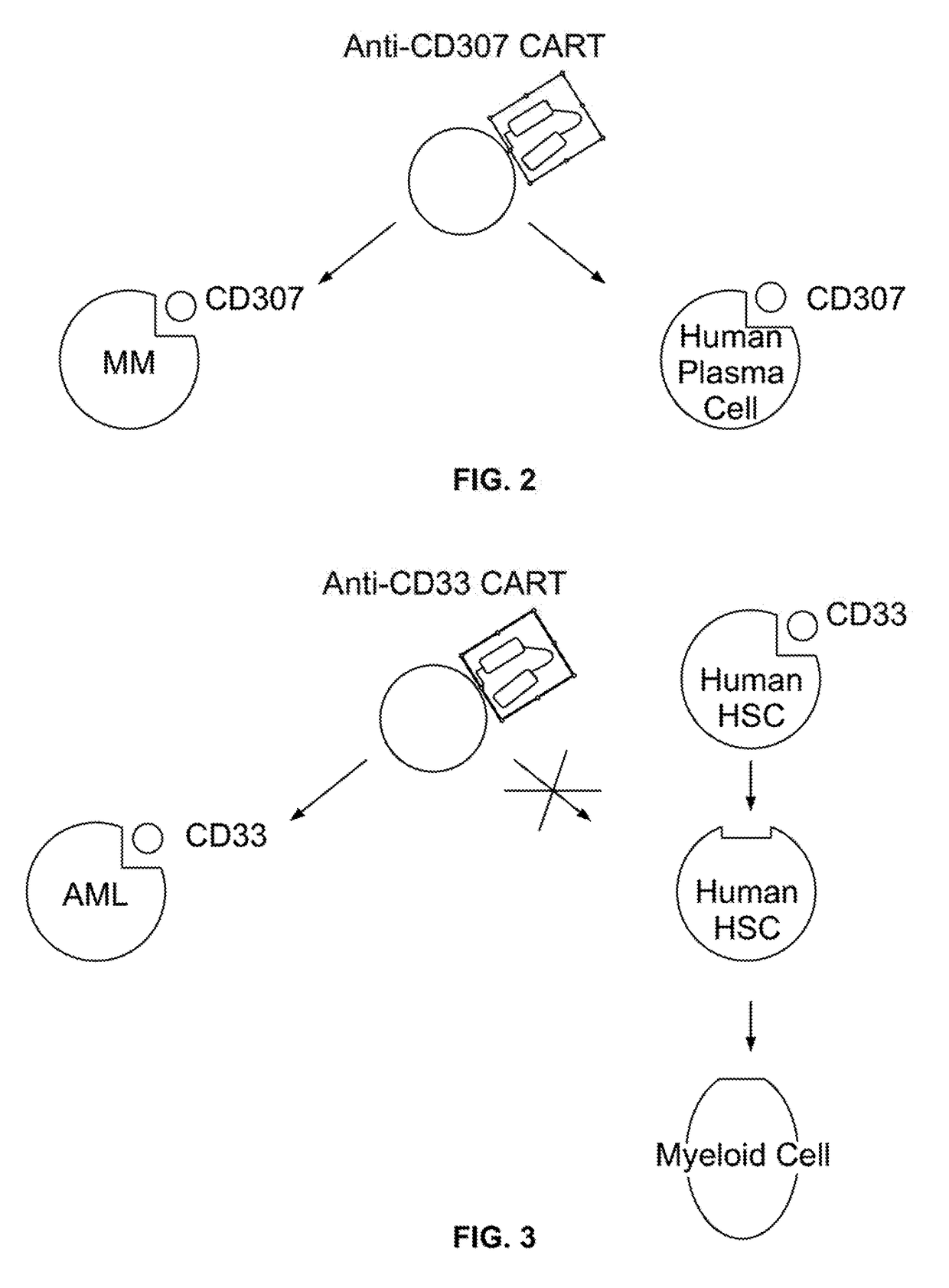 Compositions and methods for inhibition of lineage specific antigens