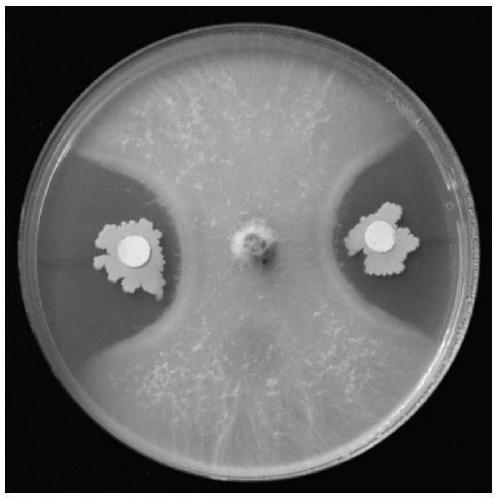 Polygonatum cyrtonema endophyte strain ZJU-C612-1 and application thereof