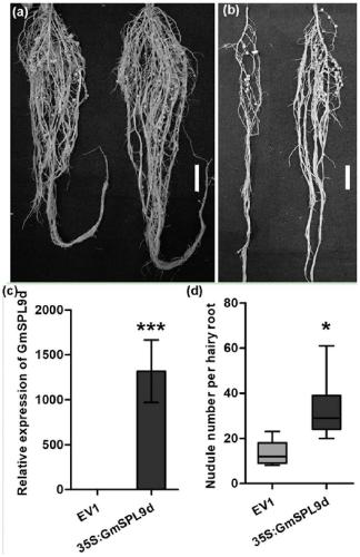 Method for improving nodulation and nitrogen fixation efficiency of plants