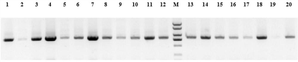 MYB transcription factor for regulating and controlling synthesis of plant procyanidine as well as coding gene and application of MYB transcription factor