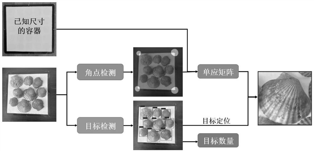 Shellfish target size rapid measurement method based on deep learning