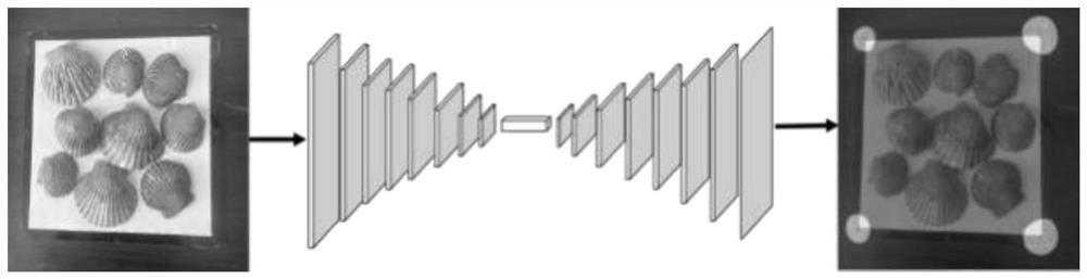 Shellfish target size rapid measurement method based on deep learning