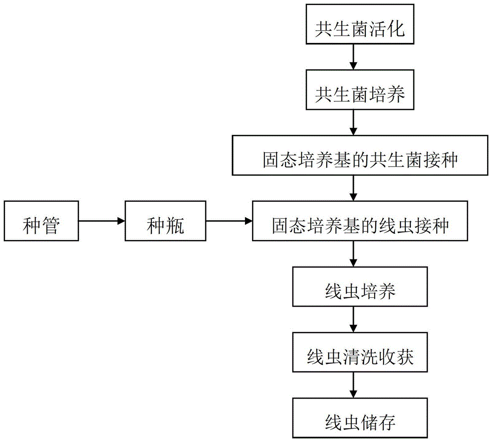 Preparation method of steinernema carpocapsae